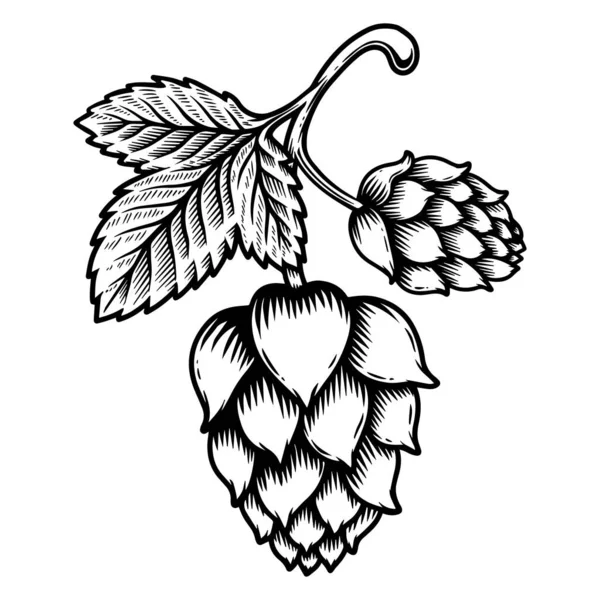 Illustration Beer Hop Cone Engraving Style Design Element Logo Label — Stock Vector
