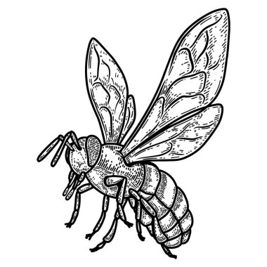 İşleme tarzında bir arı tasviri. Poster, etiket, imza, amblem, menü için tasarım ögesi. Vektör illüstrasyonu