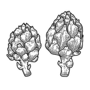 Gravür tarzında enginar tasviri. Logo, etiket, amblem, işaret, rozet tasarımı. Vektör illüstrasyonu