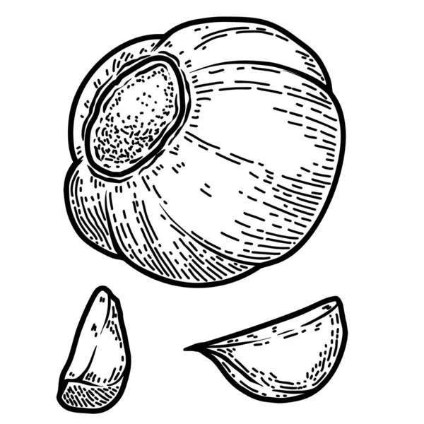 Set Illustration Garlic Engraving Style Design Element Logo Label Emblem — Stock Vector