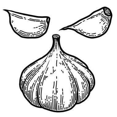 İşleme tarzında bir dizi sarımsak. Logo, etiket, amblem, işaret, rozet tasarımı. Vektör illüstrasyonu