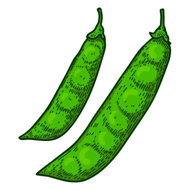 Kabartma tarzında bezelye kabukları. Logo, etiket, işaret, amblem, poster tasarımı. Vektör illüstrasyonu