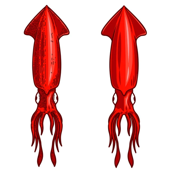 Illustration Squid Engraving Style Design Element Logo Label Emblem Sign — Stock Vector