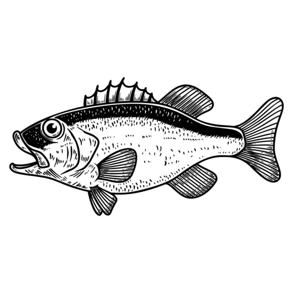 Şleme Tarzında Levrek Balığı Tasviri Logo Etiket Tabela Poster Tişört — Stok Vektör