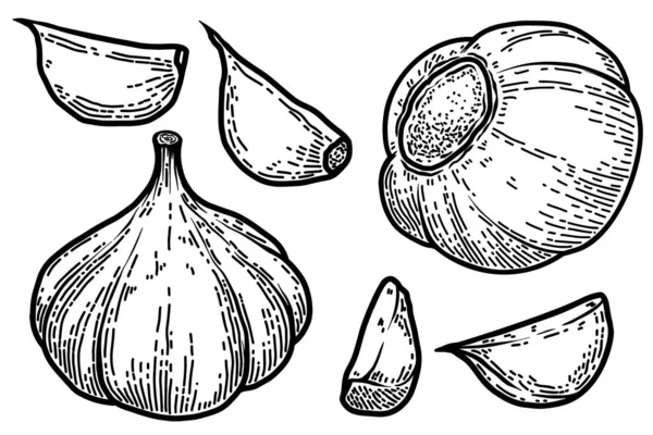 Set Illustrations Garlic Engraving Style Design Element Logo Label Emblem — Stock vektor