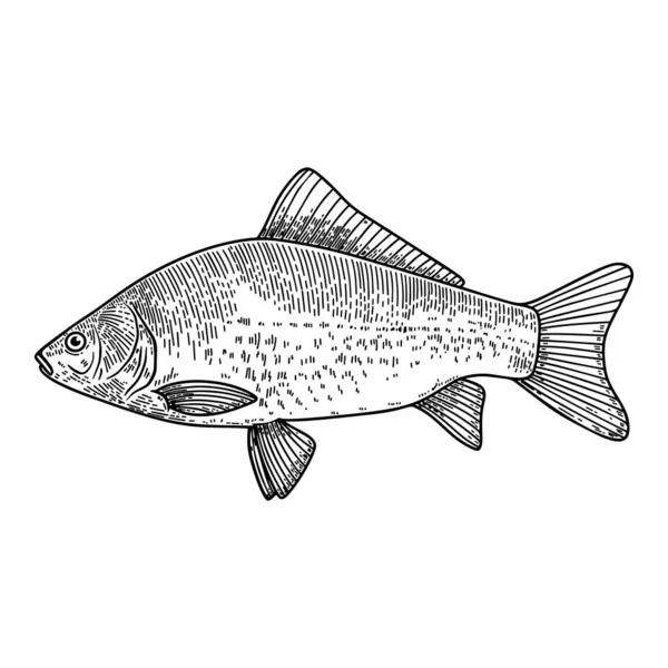 Ilustração Crucian Fish Estilo Gravura Elemento Design Para Logotipo Rótulo —  Vetores de Stock