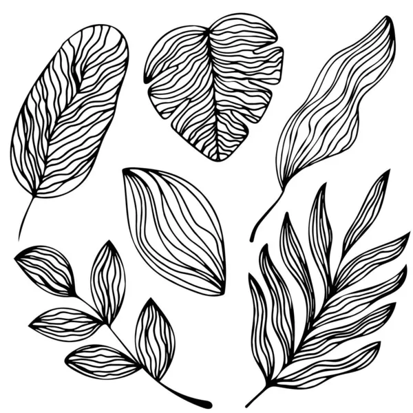 Feuilles Tropicales Dans Style Doodle Illustration Vectorielle Feuilles Art Dessinées — Image vectorielle