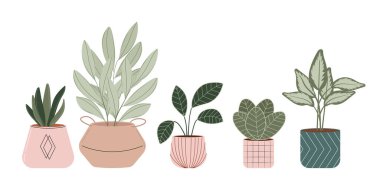 Potted plants. Houseplant in pot vector flat Illustration. House interior design.
