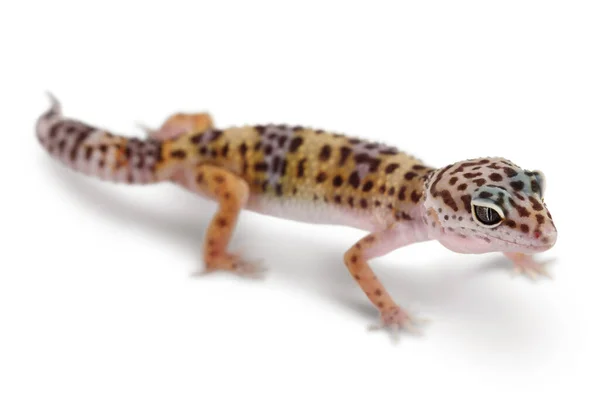 Leopard gecko lub Eublepharis macularius izolowany na białym tle ze ścieżką wycinania i pełną głębią ostrości — Zdjęcie stockowe