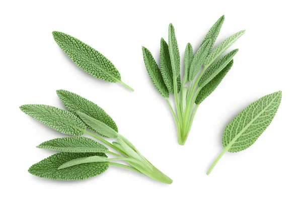 Fresh sage herb isolated on white background with clipping path and full depth of field, Top view. Flat lay — Stock Photo, Image