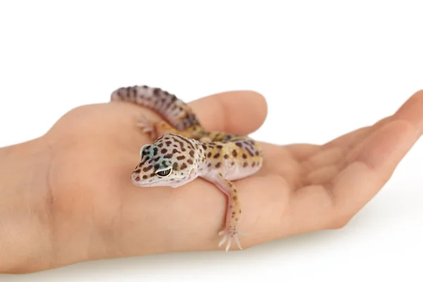 Gecko leopardo ou Eublepharis macularius na mão isolado em fundo branco com caminho de recorte e profundidade total de campo — Fotografia de Stock