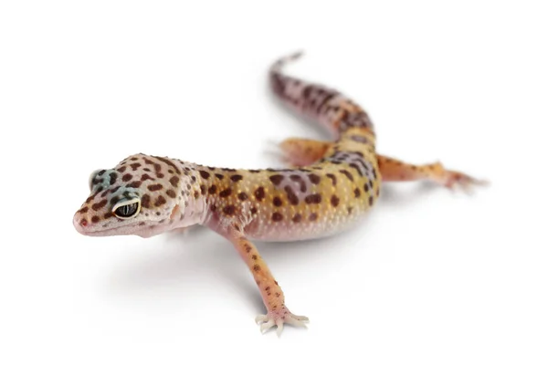 Leopard gecko lub Eublepharis macularius izolowany na białym tle ze ścieżką wycinania i pełną głębią ostrości — Zdjęcie stockowe