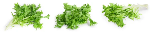 Verse groene bladeren van andijvie frisee cichorei salade geïsoleerd op witte achtergrond met volledige scherptediepte. Set of verzameling — Stockfoto