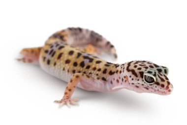 Leopar kertenkelesi ya da Eublepharis macularius kırpma yolu ve tam derinlik ile beyaz zemin üzerinde izole