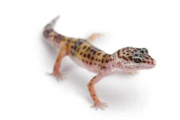 Gecko de leopardo ou Eublepharis macularius isolado em fundo branco com caminho de recorte e profundidade total de campo — Fotografia de Stock