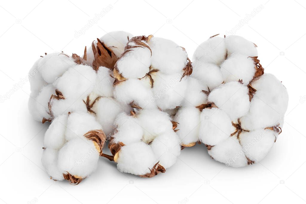 Cotton plant flower isolated on white background with clipping path and full depth of field