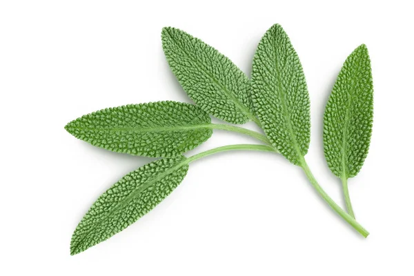 Fresh sage herb isolated on white background with clipping path and full depth of field, Top view. Flat lay — Stock Photo, Image