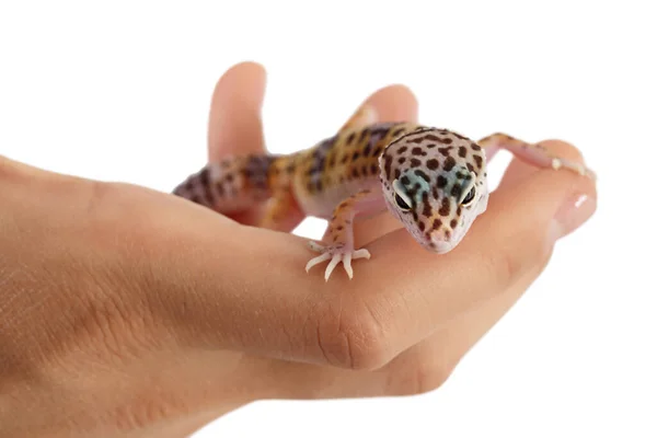 Leopard gecko lub Eublepharis macularius na dłoni odizolowany na białym tle ze ścieżką wycinania i pełną głębią ostrości — Zdjęcie stockowe