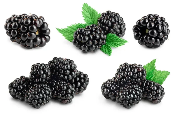 黑莓，叶子隔离在一个白色的背景特写与全场深度。集合或集合 — 图库照片