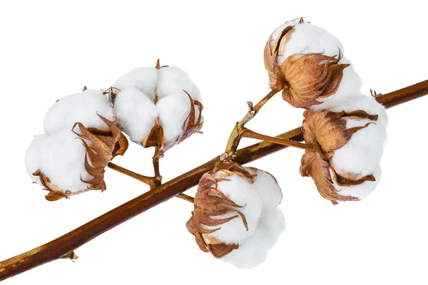 Cotton plant flower branch isolated on white background with clipping path and full depth of field