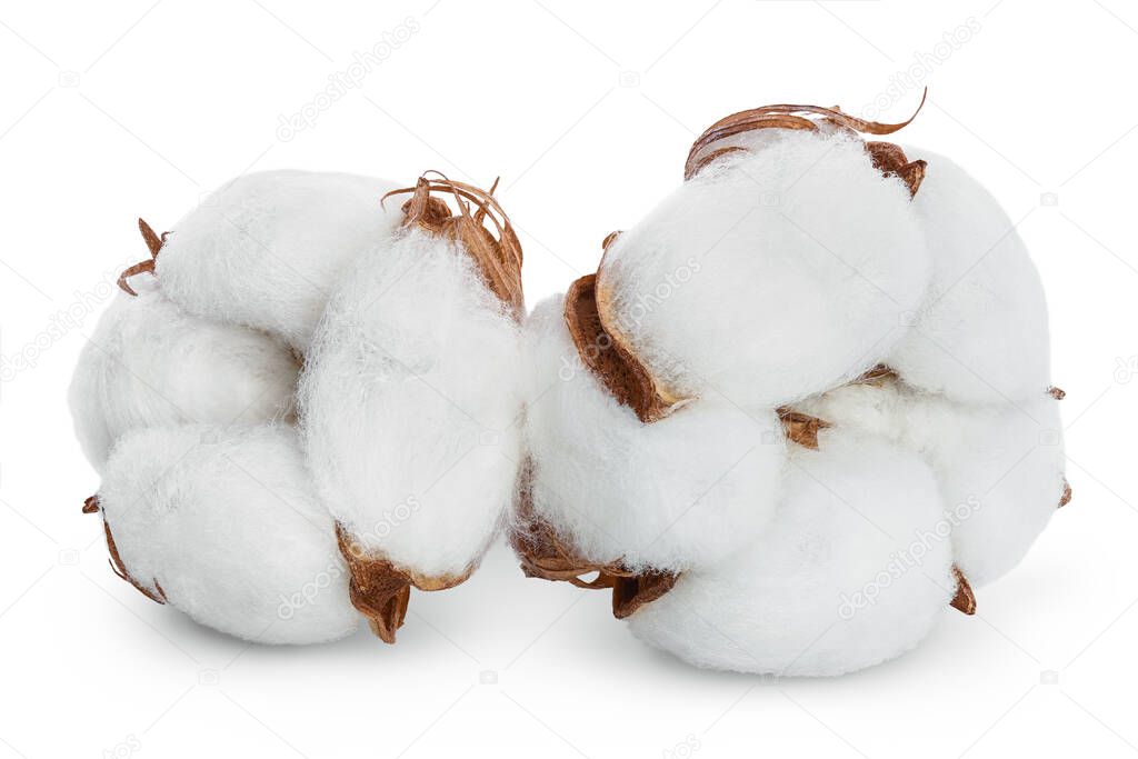 Cotton plant flower isolated on white background with clipping path and full depth of field
