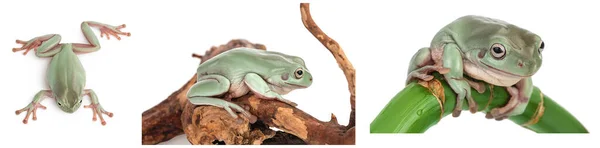 오스트레일리아의 푸른 나무 개구리는 밭, 세트 혹은 수집의 깊이 가 충분히 있는 흰색 배경에서 분리되었다 — 스톡 사진