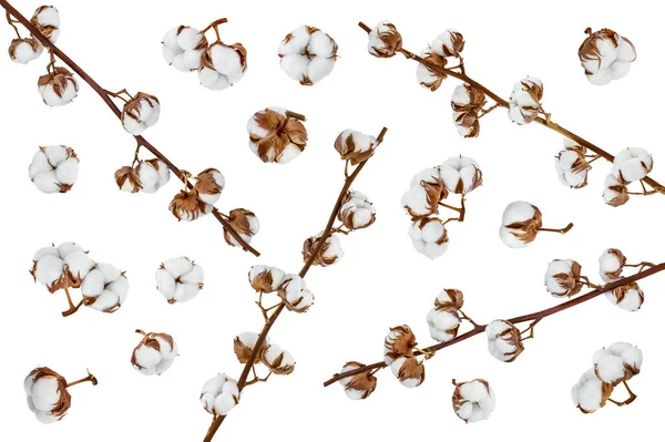 Хлопок цветок растения изолированы на белом фоне с полной глубиной резкости, Setor коллекции — стоковое фото