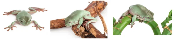 Australský zelený strom žába izolované na bílém pozadí s plnou hloubkou pole, Set nebo sbírka — Stock fotografie