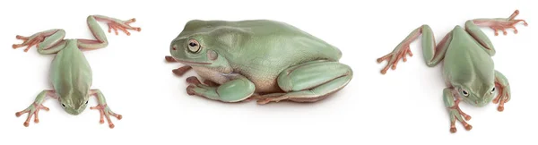 Австралійська зелена деревна жаба ізольована на білому тлі з повною глибиною поля, наборів або колекції — стокове фото