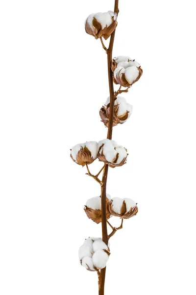 Cotton plant flower branch isolated on white background with clipping path and full depth of field
