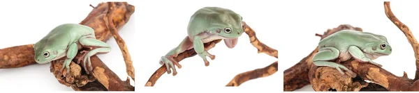 O sapo árvore verde australiano isolado em fundo branco com profundidade total de campo, Set ou coleção — Fotografia de Stock