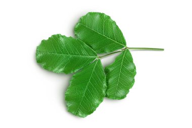 Yeni keçiboynuzu yaprakları kesme yolu ile beyaz arka planda izole edilir. Üst Manzara. Düz yatıyordu