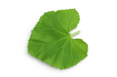 Kavun yaprağı beyaz arkaplanda izole edilmiş, kırpma yolu ve tam derinlik. Üst Manzara. Düz yatıyordu.