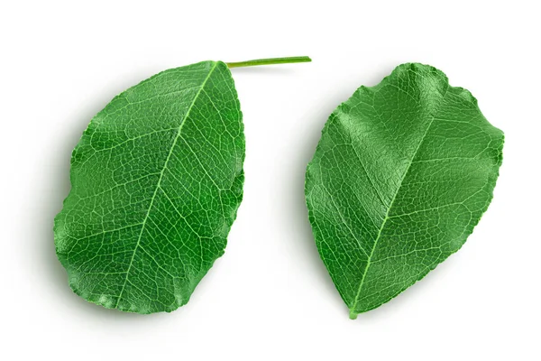 Φρέσκα φύλλα χαρουπιού που απομονώνονται σε λευκό φόντο με μονοπάτι κοπής. Στο πάνω μέρος. Επίπεδη — Φωτογραφία Αρχείου