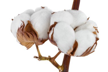 Pamuk bitkisi dalı kesme yolu ve tam derinlik ile beyaz arkaplanda izole