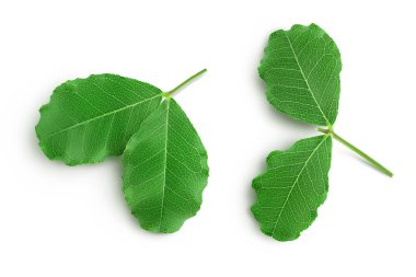 Yeni keçiboynuzu yaprakları kesme yolu ile beyaz arka planda izole edilir. Üst Manzara. Düz yatıyordu