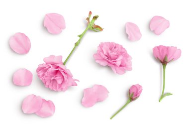 Sakura çiçeği kiraz çiçeği beyaz arka planda izole edilmiş kırpma yolu ve geniş bir alan derinliği var. Üst Manzara. Düz yatıyordu