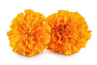 Taze kadife çiçeği ya da tagetes erekta çiçeği beyaz arka planda tam derinlikte izole edilmiş.