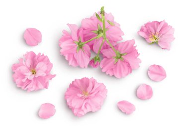 Sakura çiçekli kiraz çiçeği beyaz arka planda izole edilmiş, geniş bir alana yayılmış. Üst Manzara. Düz yatıyordu.