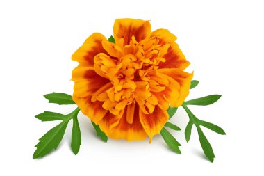 Taze kadife çiçeği ya da tagetes erekta çiçeği beyaz arka planda tam derinlikte izole edilmiş.