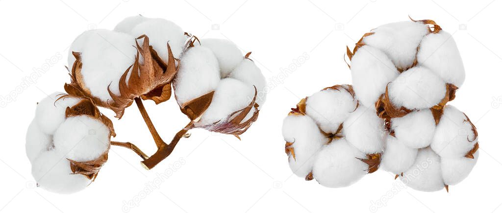 Cotton plant flower isolated on white background with full depth of field, Setor collection.