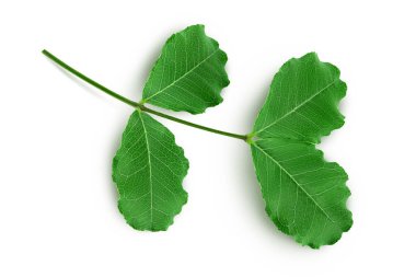 Beyaz arka planda taze keçiboynuzu yaprakları. Üst Manzara. Düz yatıyordu.