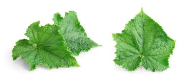 Salatalık yaprağı, geniş bir alana yayılmış beyaz bir zemin üzerinde izole edilmiş. Ayarla ya da topla.