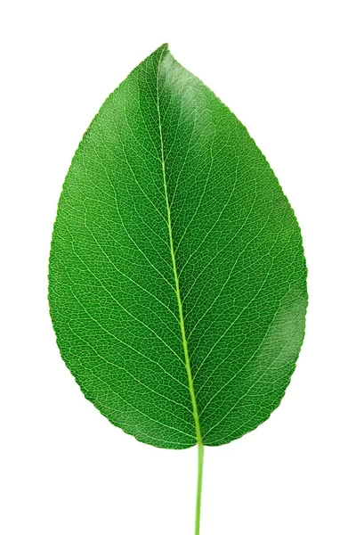 Hoja Pera Verde Aislada Sobre Fondo Blanco —  Fotos de Stock