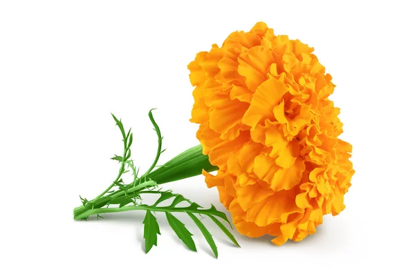 Calêndula Fresca Tagetes Erecta Flor Isolada Fundo Branco Com Profundidade — Fotografia de Stock