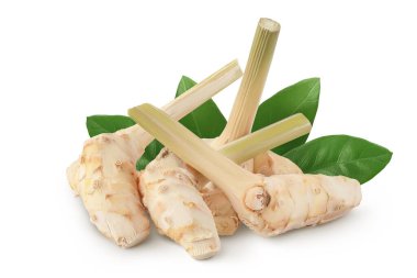 Taze galangal kök tam derinlikte beyaz arkaplanda izole edildi