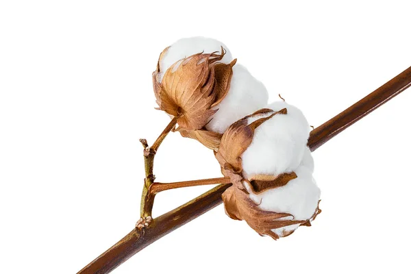 Cotton plant flower branch isolated on white background with full depth of field.