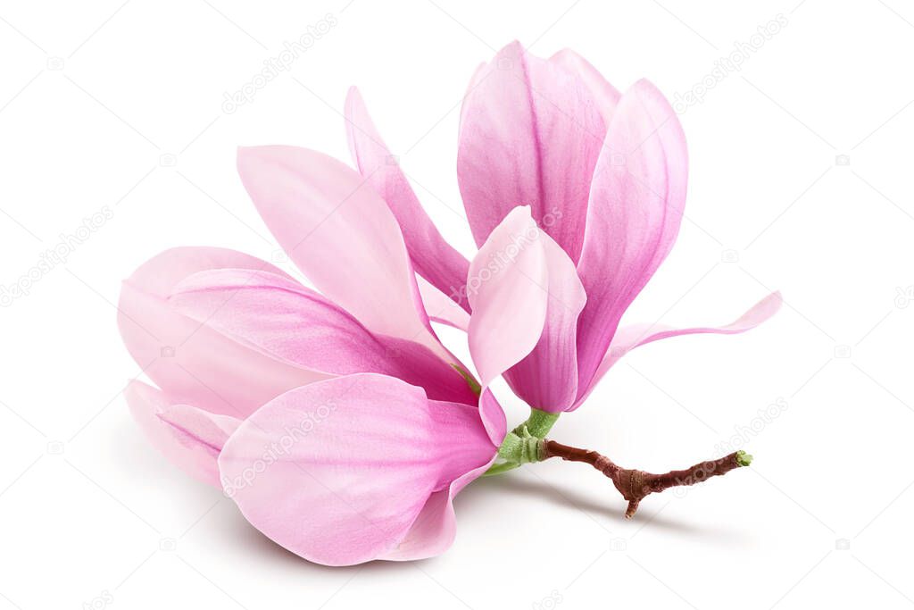 Pink magnolia flower isolated on white background with full depth of field.