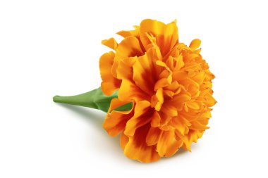 Taze kadife çiçeği ya da tagetes erekta çiçeği beyaz arka planda tam derinlikte izole edilmiş.