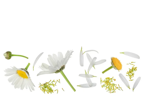 Chamomile Daisies Isolated White Background Top View Copy Space Your — Stockfoto